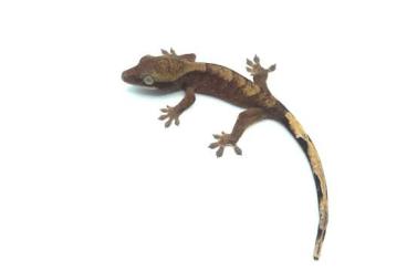 Geckos kaufen und verkaufen Photo: Hybrid Ciliatus & Sarasinorum Zum Verkauf