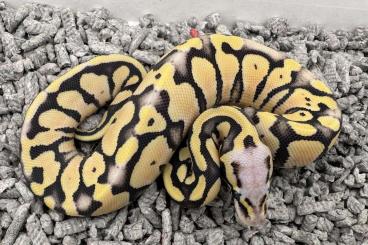 Ball Pythons kaufen und verkaufen Photo: Ball Pythons cb'24 and adults 