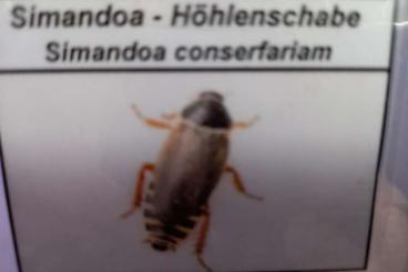 Insects kaufen und verkaufen Photo: Höhlenschaben,,Simandoa conserfariam,,