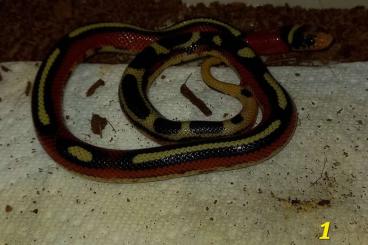 Nattern ungiftige  kaufen und verkaufen Foto: Lampropeltis polyzona sinaloae