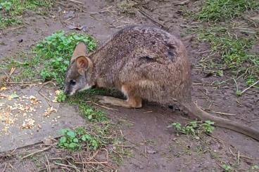 Exotische Säuger kaufen und verkaufen Foto: Parma Känguru Böckchen aus eigener NZ