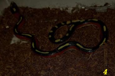 Colubrids kaufen und verkaufen Photo: Lampropeltis polyzona sinaloe Colubrids kaufen und verkaufen Photo: Lampropeltis polyzona sinaloe