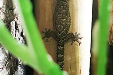 Geckos kaufen und verkaufen Foto: 0.0.19 Lepidodactylus lugubris 