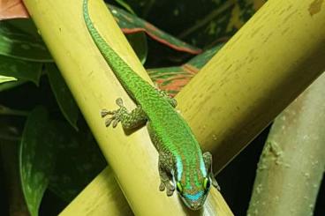 Geckos kaufen und verkaufen Foto: 2.0 phelsuma inexpectata 