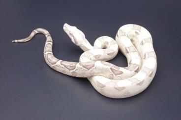 Boas kaufen und verkaufen Foto: Boa constrictor morphs: VPI, Key West, Anery, Leopard