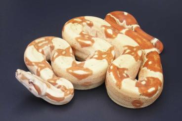 Boas kaufen und verkaufen Photo: Boa constrictor morphs: VPI, Key West, Anery, Leopard Boas kaufen und verkaufen Photo: Boa constrictor morphs: VPI, Key West, Anery, Leopard