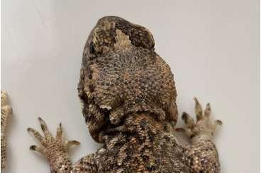 Agama kaufen und verkaufen Photo: 0.1 Xenagama Taylori (CB 2020)