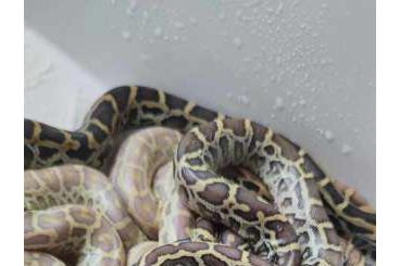 Pythons kaufen und verkaufen Foto: Burmese Python 2024 Champagne/Combo Champagne/Pied/Caramel Pied