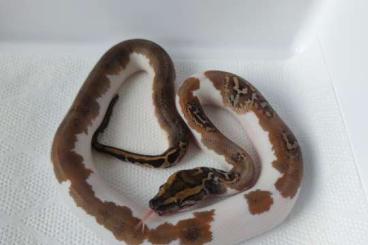 Pythons kaufen und verkaufen Photo: Pied poss het Caramel + Caramel het Pied