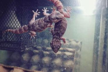 Geckos kaufen und verkaufen Foto: December Hamm.              …   