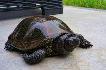Turtles and Tortoises kaufen und verkaufen Photo: Europäische Sumpfschildkröten