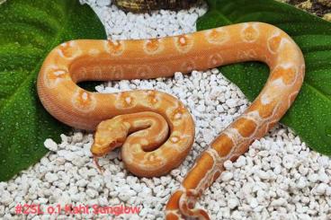 Boas kaufen und verkaufen Photo: Snow Leopard blood Boa constrictor Albino vpi