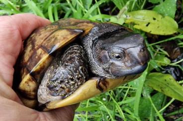 Schildkröten  kaufen und verkaufen Foto: Cuora flavomarginata 1.4 