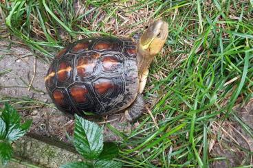 Schildkröten  kaufen und verkaufen Foto: Cuora flavomarginata 1.4 