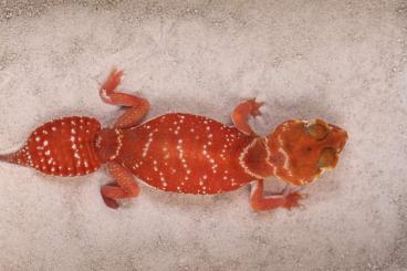 Geckos kaufen und verkaufen Foto: Hamm Diplodactylus & Nephrurus 
