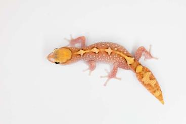 Geckos kaufen und verkaufen Photo: Hamm Diplodactylus & Nephrurus 