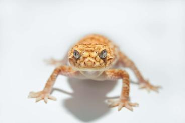 Geckos kaufen und verkaufen Foto: Nephrurus & Diplodactylus