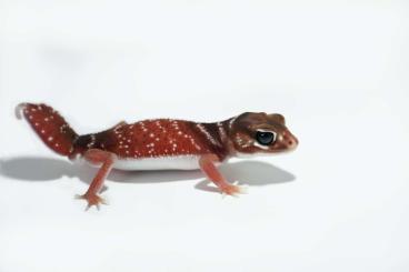 Geckos kaufen und verkaufen Photo: Nephrurus & Diplodactylus