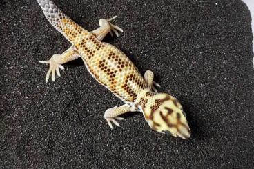 Geckos kaufen und verkaufen Foto: Looking for Teratoscincus - SUCHE Teratoscincus