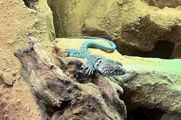 Lizards kaufen und verkaufen Photo: Crotaphytus collaris 1.2.0 Lizards kaufen und verkaufen Photo: Crotaphytus collaris 1.2.0