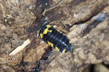 Insekten kaufen und verkaufen Foto: Isopods, roaches Hamm 10% off preorders