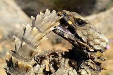 Echsen  kaufen und verkaufen Foto: Ouroborus(cordylus) cataphractus 