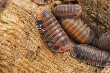 Insekten kaufen und verkaufen Foto: Isopods Hamm row 9 main hall 