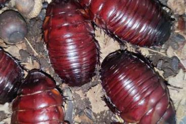 Insekten kaufen und verkaufen Foto: Macropanesthia rhinoceros 