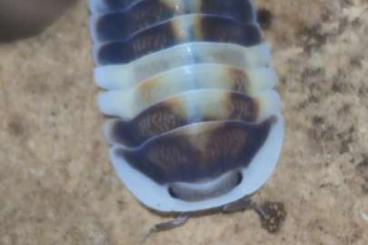 Insekten kaufen und verkaufen Foto: Isopods Hamm row 9 main hall 