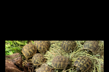 Landschildkröten kaufen und verkaufen Foto: testudo hermanni boettgeri