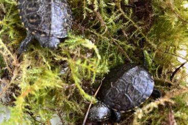 Sumpfschildkröten kaufen und verkaufen Foto: emys orbicularis Haplotyp IIa