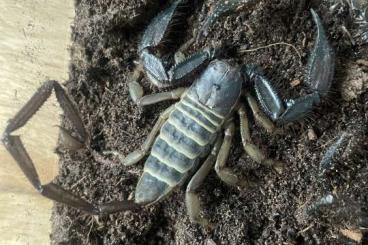 Spiders and Scorpions kaufen und verkaufen Photo: Pandinus,Hadogenes and Opistophthalmus 
