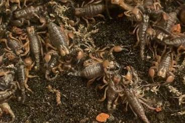 Spiders and Scorpions kaufen und verkaufen Photo: Pandinoides duffermackyi CB24 Spiders and Scorpions kaufen und verkaufen Photo: Pandinoides duffermackyi CB24