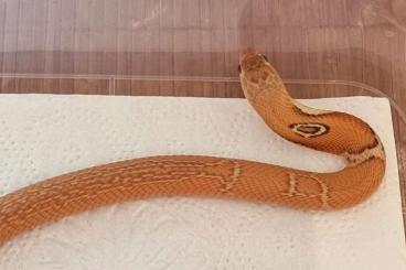 Venomous snakes kaufen und verkaufen Photo: 1.0 Naja kaouthia T+ 66 Het Blizzard Diamond line cb22