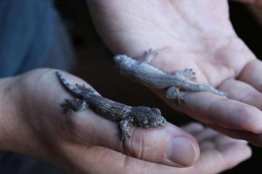 Geckos kaufen und verkaufen Photo: 0.0.2 Gehyra marginata Enz