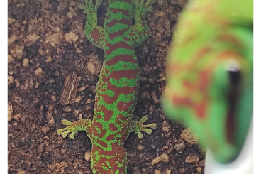 Lizards kaufen und verkaufen Photo: Couple de Phelsuma, ciliatus