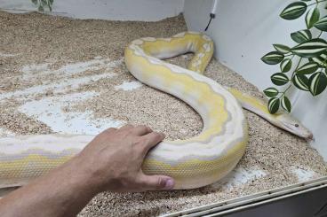 Schlangen kaufen und verkaufen Foto: Python Reticulatus Trio project