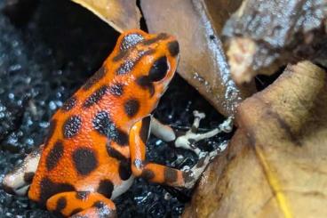 Poison dart frogs kaufen und verkaufen Photo: Verschiedene Oophaga abzugeben