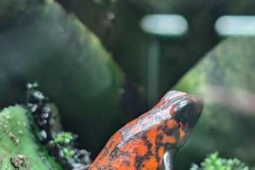 Pfeilgiftfrösche kaufen und verkaufen Foto: Verschiedene Oophaga abzugeben