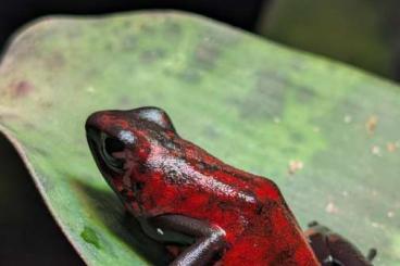 Pfeilgiftfrösche kaufen und verkaufen Foto: Oophaga Sylvatica abzugeben Pfeilgiftfrösche kaufen und verkaufen Foto: Oophaga Sylvatica abzugeben