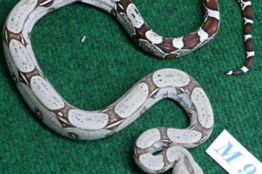 Boas kaufen und verkaufen Photo: Boa constrictor constrictor Ecuador/Melanogaster NZ 24