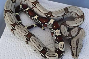 Boas kaufen und verkaufen Photo: Boa constrictor constrictor Ecuador/Melanogaster NZ 24