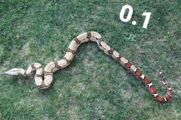 Boas kaufen und verkaufen Foto: Boa constrictor constrictor Equador/Melanogaster 