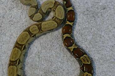 Boas kaufen und verkaufen Foto: Boa constrictor constrictor Equador/Melanogaster 