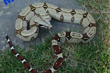 Boas kaufen und verkaufen Photo: Boa constrictor constrictor Ecuador/Melanogaster NZ 24 Boas kaufen und verkaufen Photo: Boa constrictor constrictor Ecuador/Melanogaster NZ 24