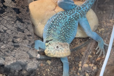 Echsen kaufen und verkaufen Foto: Looking for a 0.1 collared lizard Echsen kaufen und verkaufen Foto: Looking for a 0.1 collared lizard