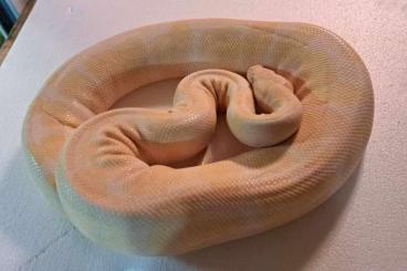 Ball Pythons kaufen und verkaufen Photo: Albino Königspythons 0.1 ca 3kg zu verkaufen 