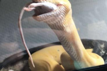 Schlangen kaufen und verkaufen Foto: 1.0 Super Enchi Albino Python Regius Königsphyton