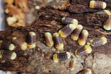 Krebstiere terrestrisch  kaufen und verkaufen Foto: Versch. Cubaris Arten und andere Zierasseln - Isopods