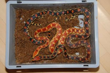 Snakes kaufen und verkaufen Photo: Pituophis vertebralis CB24 